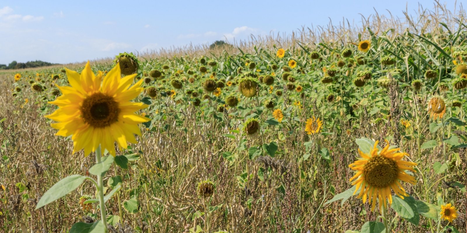 220823_123358_Grünstreifen Sonnenblumen (c) Hubert Wischeler