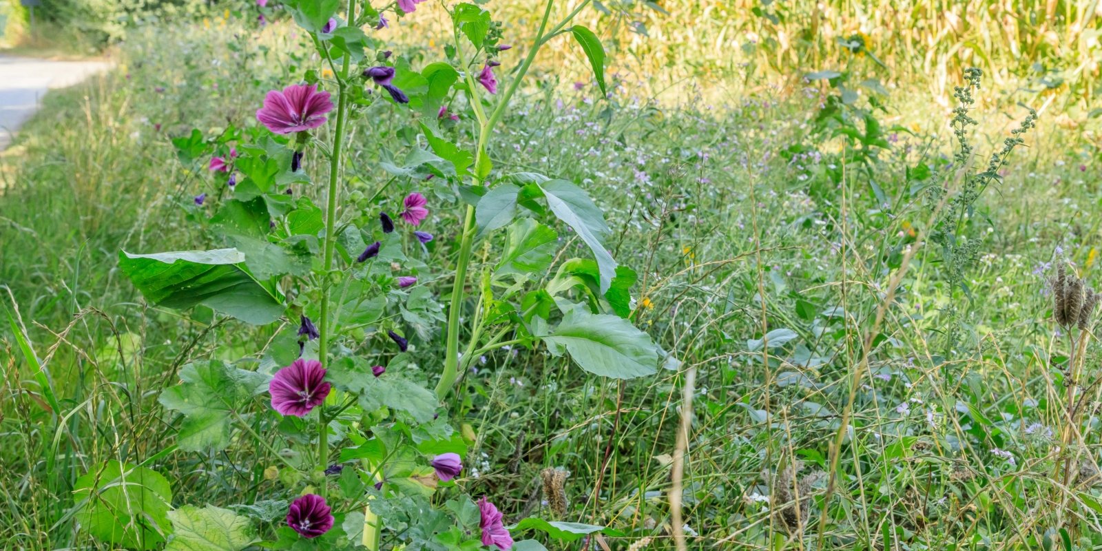 220823_123735_Grünstreifen Wildblumen (c) Hubert Wischeler