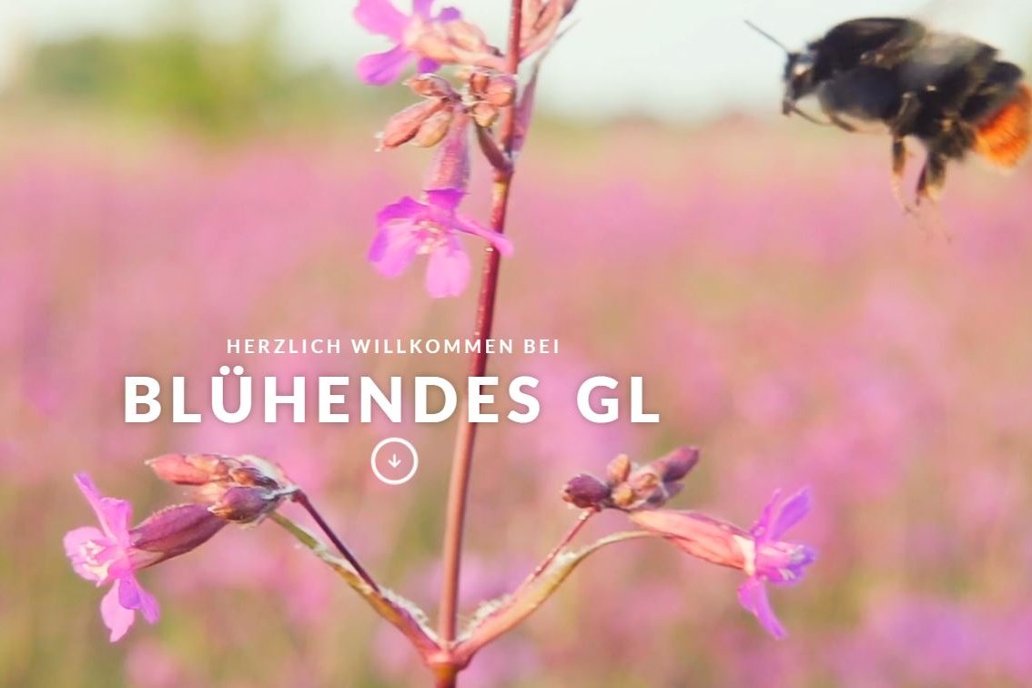 Blühendes GL (c) Projekt Artenvielfalt