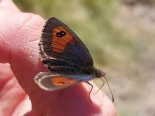 Schmetterling auf Finger (c) Projekt Artenvielfalt