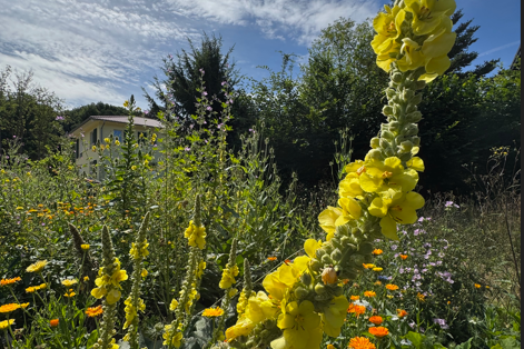 Bienengarten Rösrath -   In den Schlämmen
