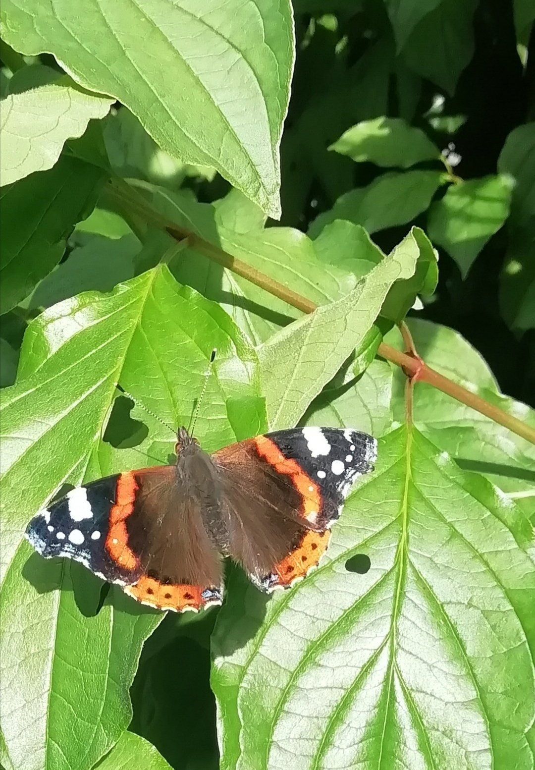 Schmetterling