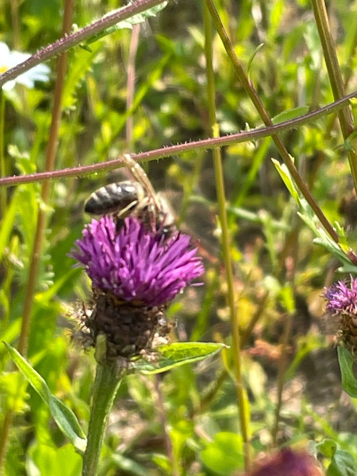 13 Wildstaudenwiese 3