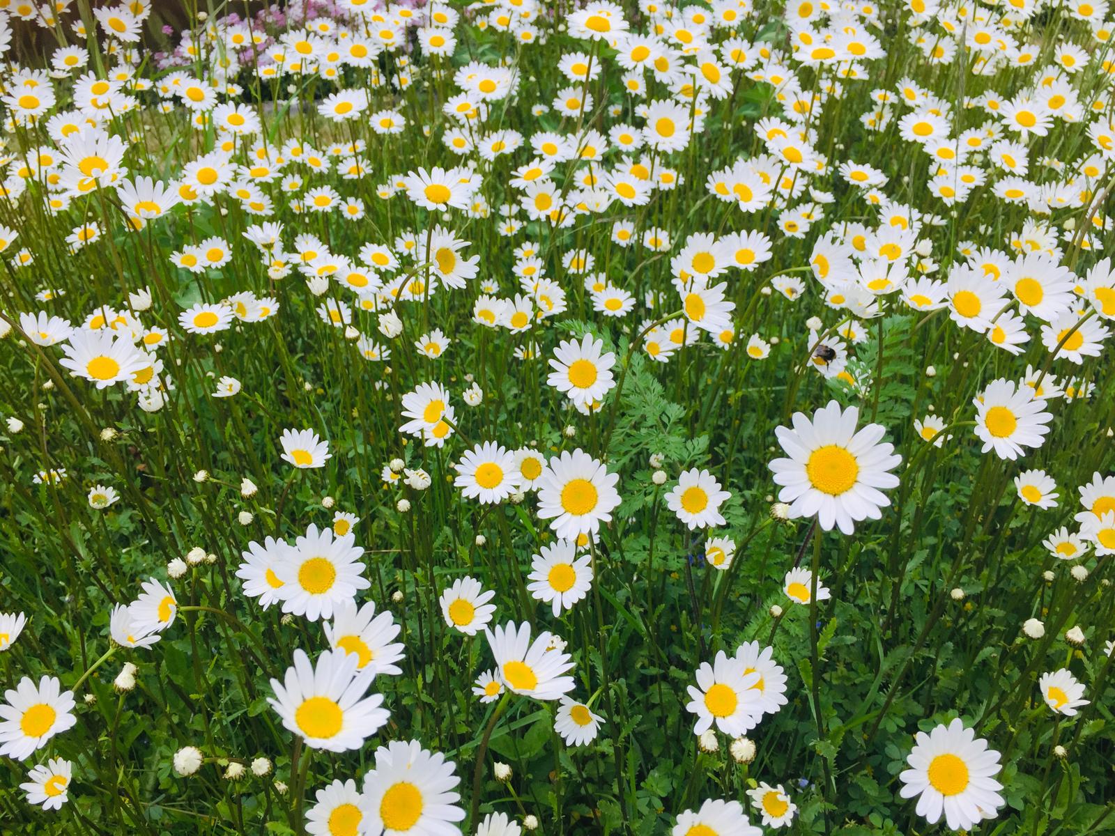 Wildblumenwiese