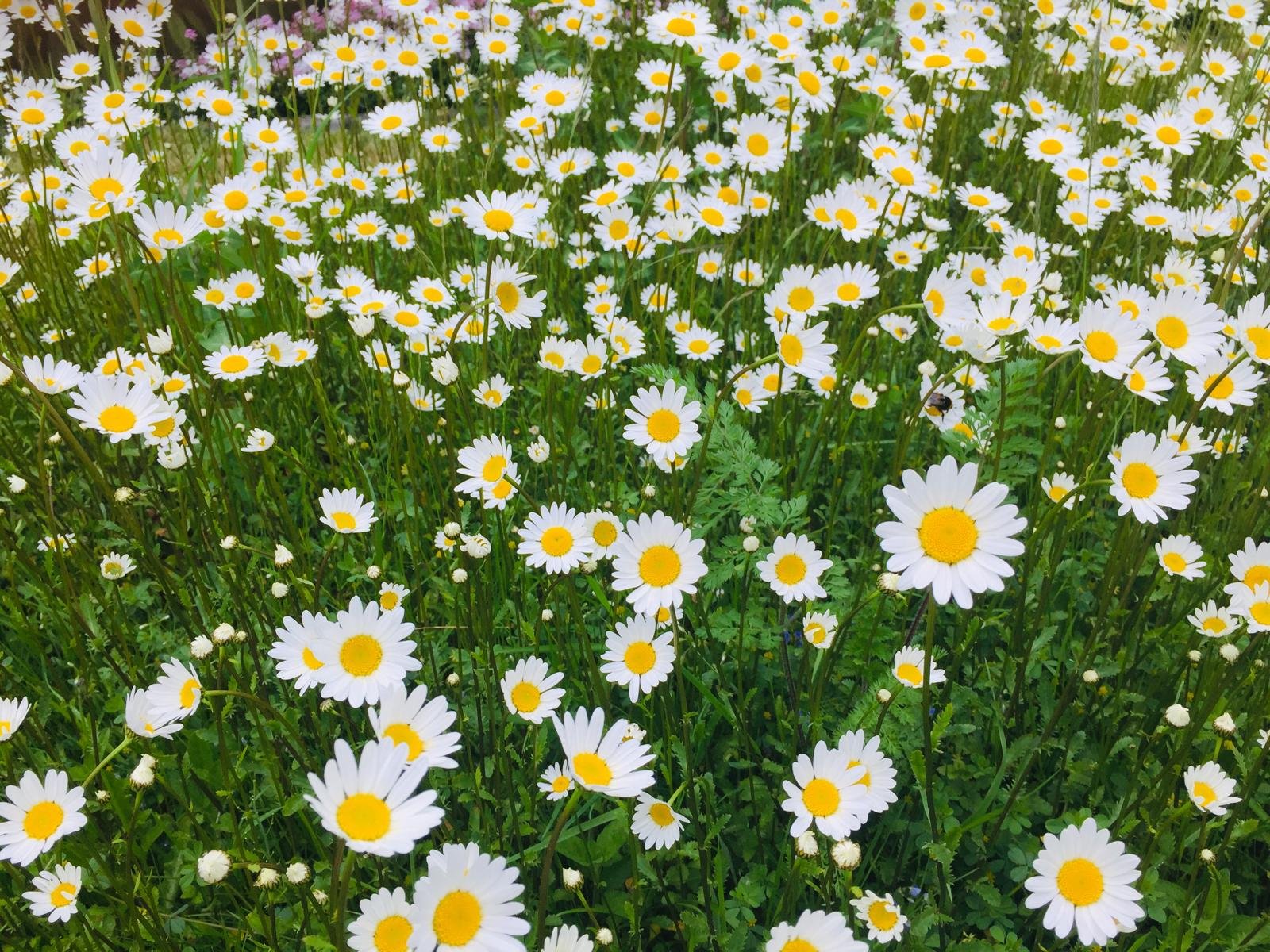 Wildblumen
